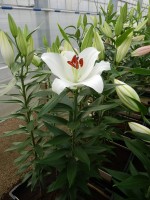 [4289 White Proud VWS No01.JPG]